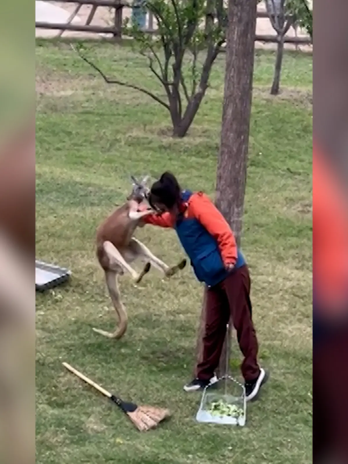 Bild zu: "Boxkampf im Gehege! Tierpflegerin geht Känguru an die Gurgel"