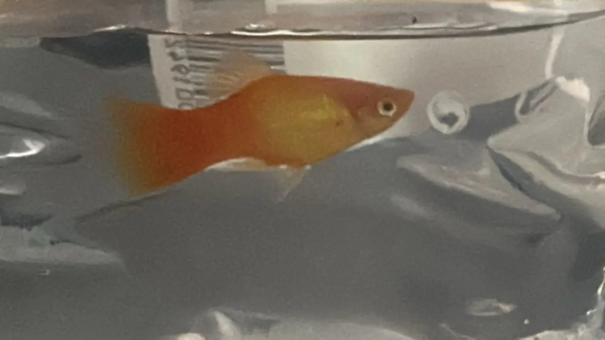 FischGabriel.jpg.jpg