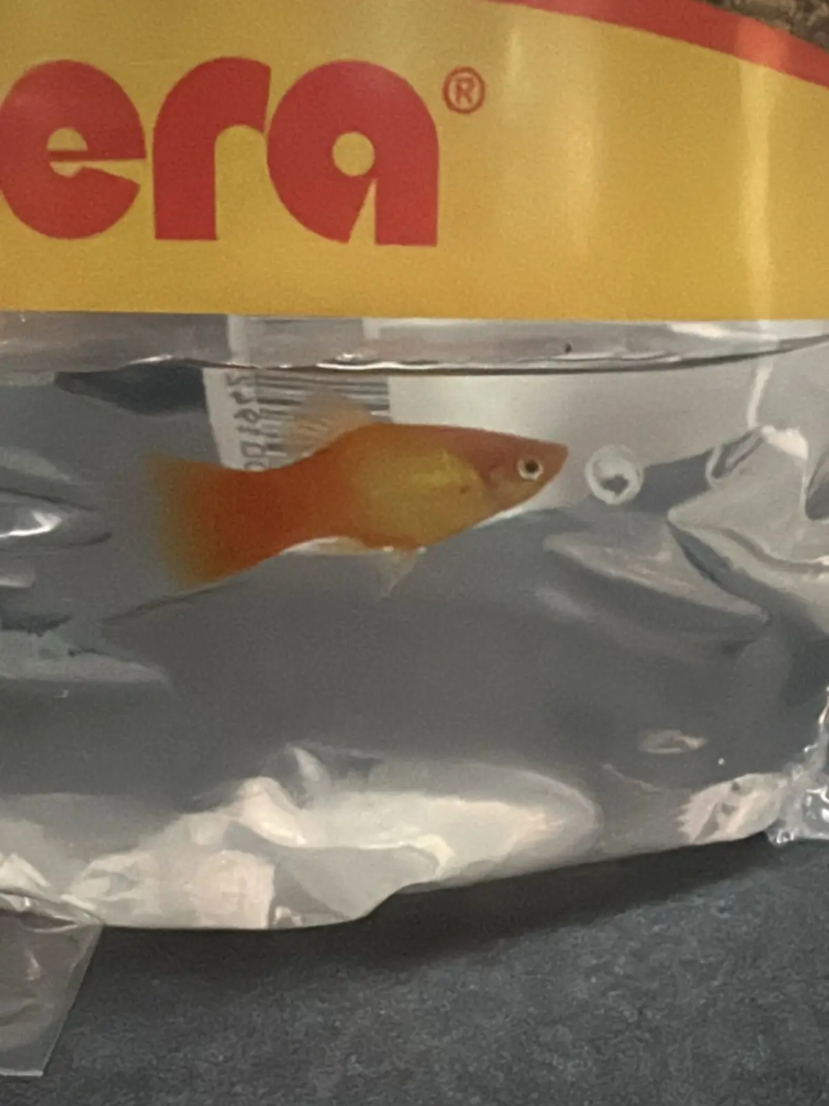 Bild zu: "Im Plastikbeutel und mit Notiz: Fisch Gabriel bei der Polizei abgegeben"