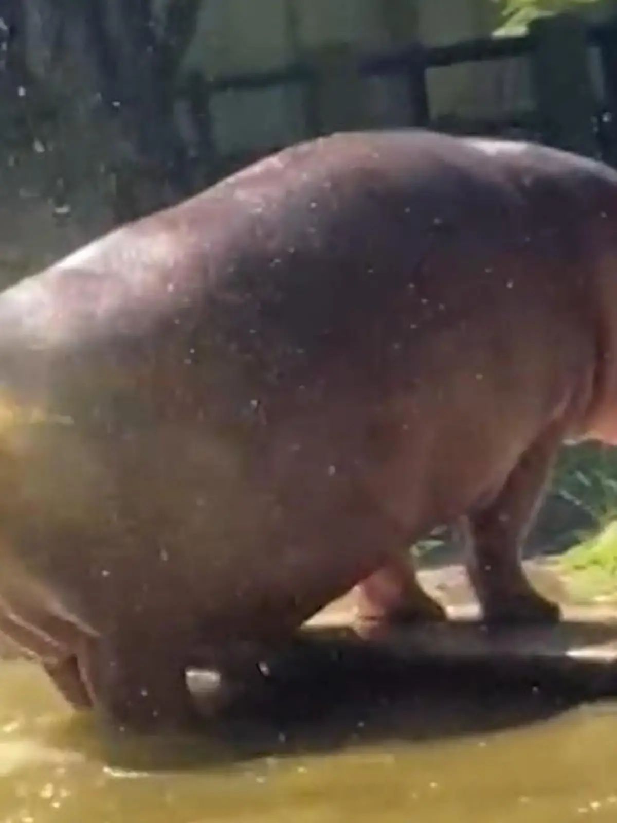 Ekel-Alarm in einem Zoo in Indonesien! Ein Nilpferd schleudert seine Exkremente wie mit einem Propeller durchs Gehege und vertreibt damit die Zoobesucher. Doch welcher besondere Grund hinter der Stink-Aktion steckt, erfahrt ihr im Video.
