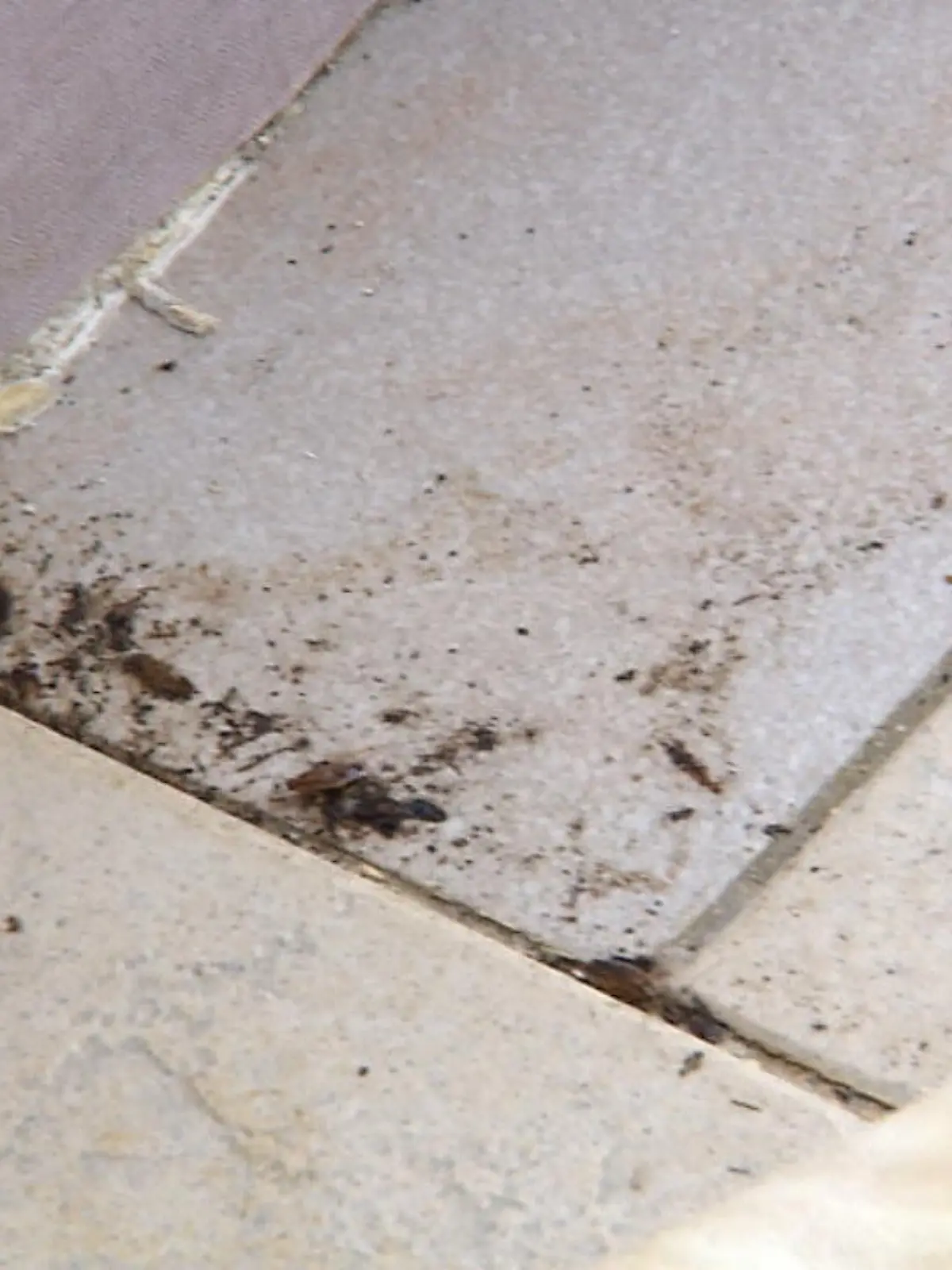 In einem Essener Mietshaus müssen die Bewohner gegen eine Kakerlakenplage kämpfen. Die Schädlinge haben sich in mehreren Wohnungen und im Treppenhaus breit gemacht. Der Vermieter soll zu wenig unternommen haben.