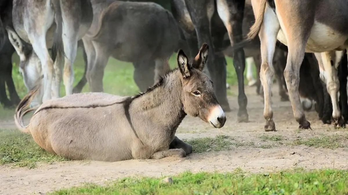 Da kann man gar nicht weggucken. Ihhh-Ahhhh gibt's am Wochenende in Nessendorf auf die Ohren.