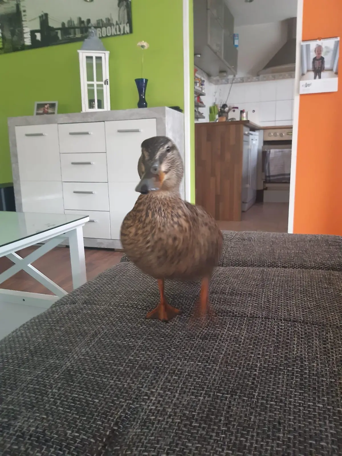 Ente Lilly