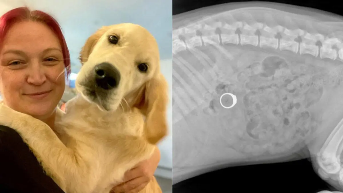 Labrador Stevie war der Hauptverdächtige bei der Suche nach einem verschwundenen Ring.