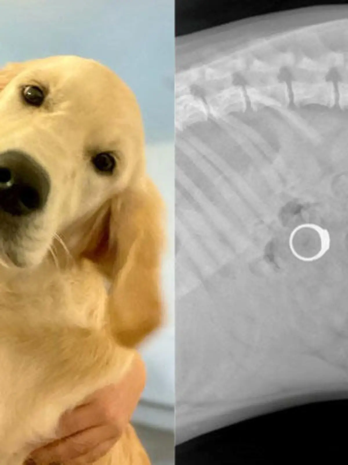 Labrador Stevie war der Hauptverdächtige bei der Suche nach einem verschwundenen Ring.