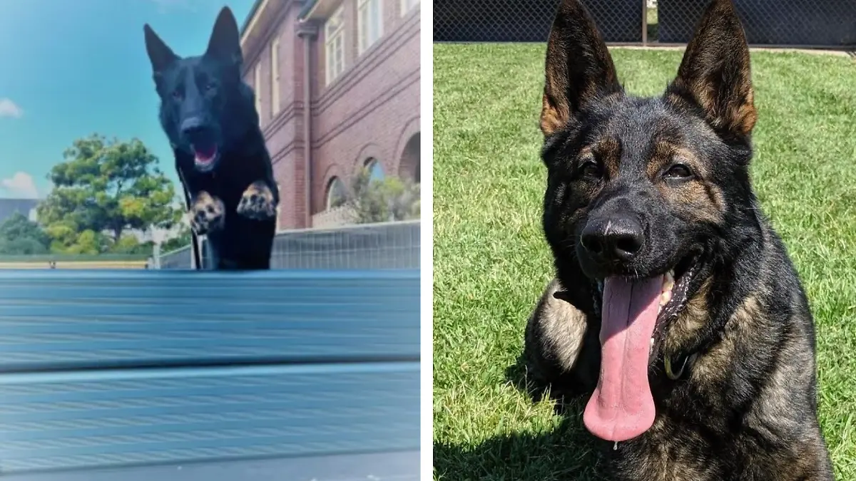 Zwei Deutsche Schäferhunde wurden tot in einem Auto der Polizei in Sydney aufgefunden.