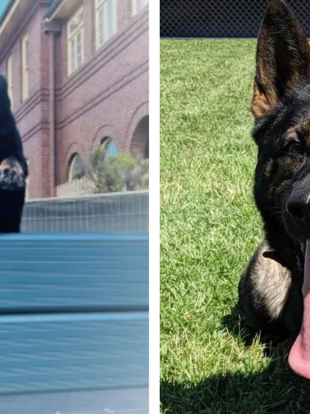 Zwei Deutsche Schäferhunde wurden tot in einem Auto der Polizei in Sydney aufgefunden.