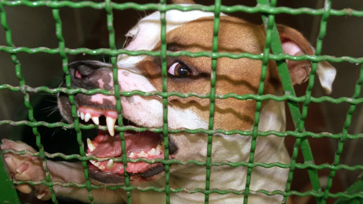 ARCHIV - 25.08.1999, NA, Hamburg: Ein Pitbull-Rüde fletscht in einem Tierheim die Zähne. (zu dpa: «Pitbull verletzt deutschen Halter auf Mallorca schwer») Foto: Rolf Rick/dpa +++ dpa-Bildfunk +++ 