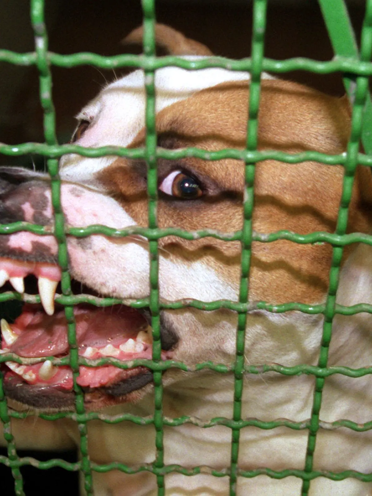 ARCHIV - 25.08.1999, NA, Hamburg: Ein Pitbull-Rüde fletscht in einem Tierheim die Zähne. (zu dpa: «Pitbull verletzt deutschen Halter auf Mallorca schwer») Foto: Rolf Rick/dpa +++ dpa-Bildfunk +++ 