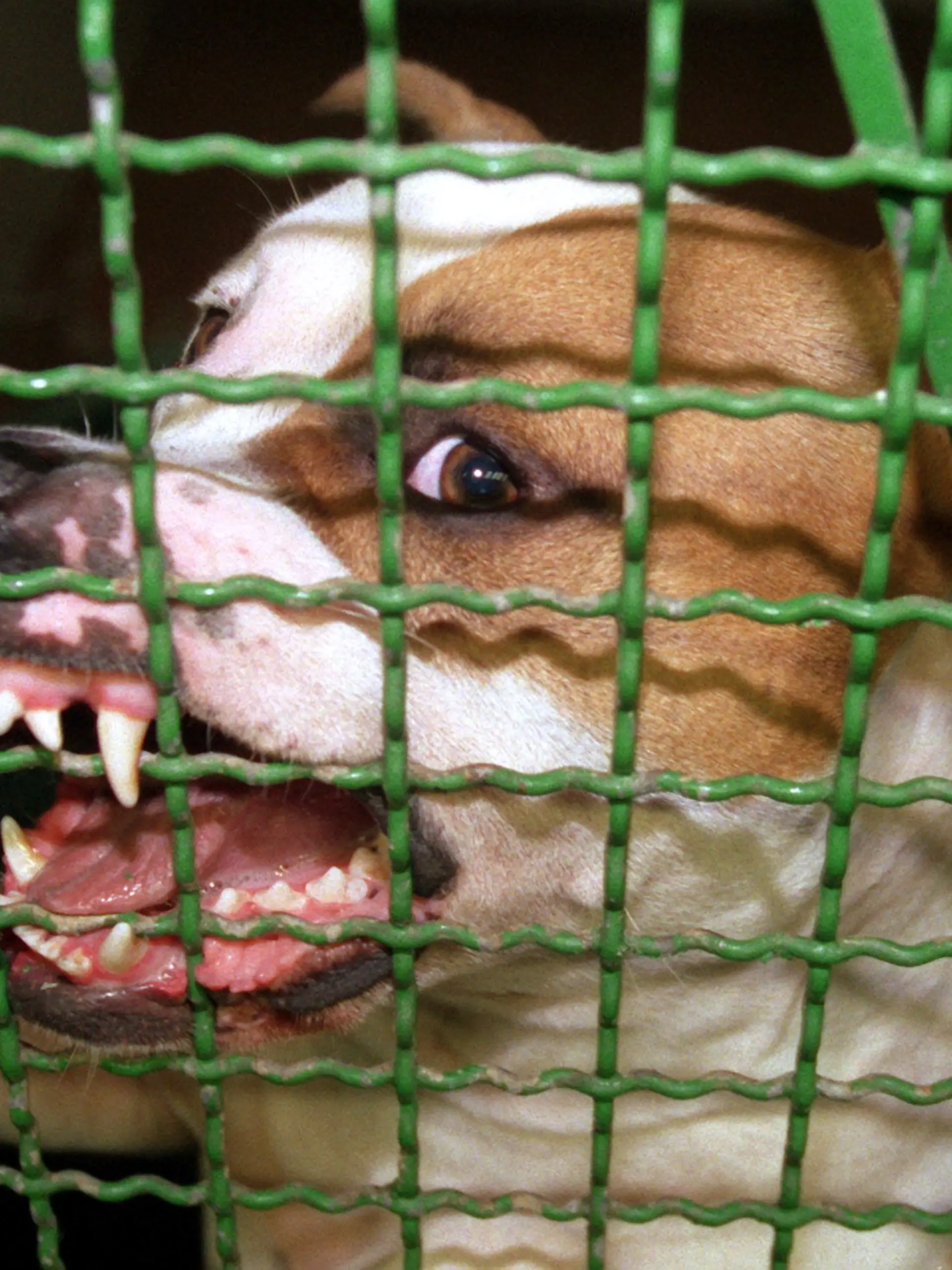 ARCHIV - 25.08.1999, NA, Hamburg: Ein Pitbull-Rüde fletscht in einem Tierheim die Zähne. (zu dpa: «Pitbull verletzt deutschen Halter auf Mallorca schwer») Foto: Rolf Rick/dpa +++ dpa-Bildfunk +++ 