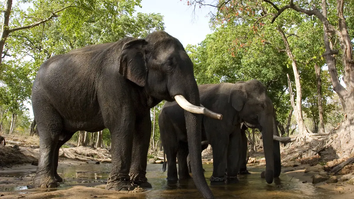 Indischer Elefant, Asiatischer Elefant (Elephas maximus indicus, Elephas maximus bengalensis), stehend im Bach, Indien, Bandhavgarh Nationalpark | Indian elephant (Elephas maximus indicus, Elephas maximus bengalensis), standing in creek, India, Bandhavgarh National Park