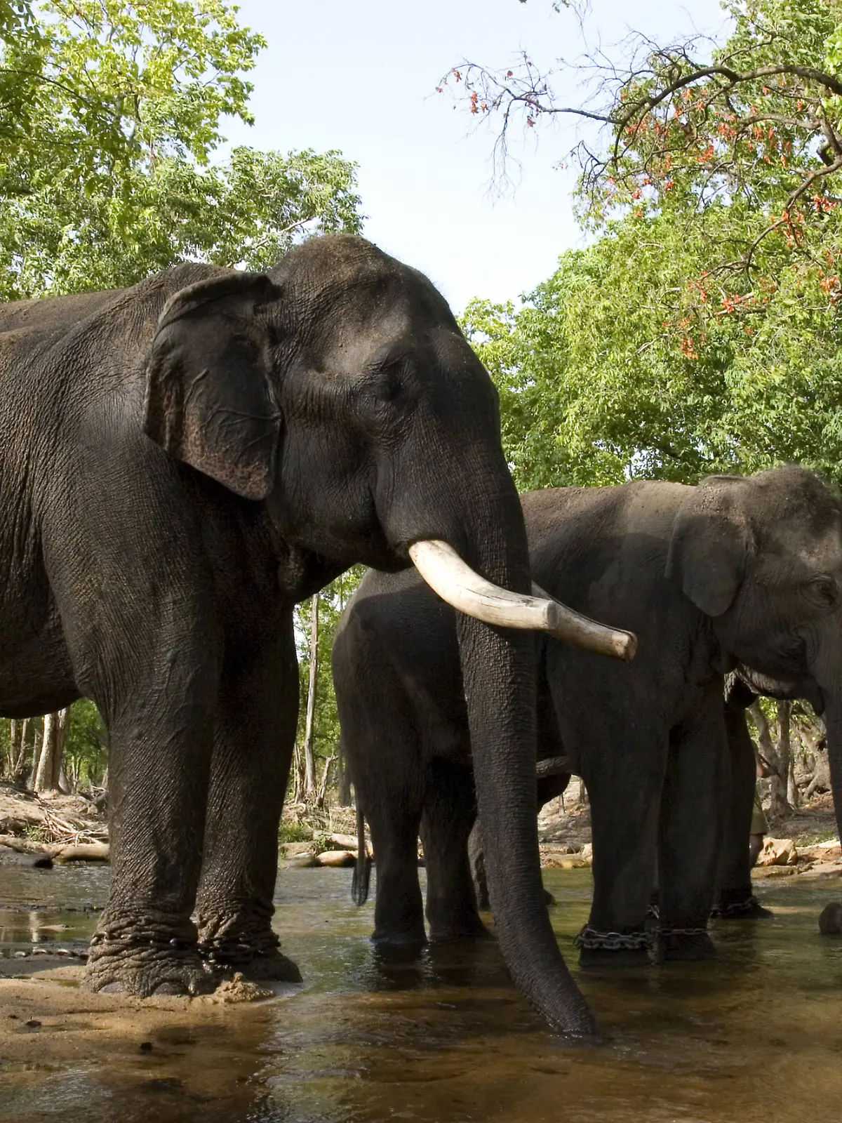 Indischer Elefant, Asiatischer Elefant (Elephas maximus indicus, Elephas maximus bengalensis), stehend im Bach, Indien, Bandhavgarh Nationalpark | Indian elephant (Elephas maximus indicus, Elephas maximus bengalensis), standing in creek, India, Bandhavgarh National Park