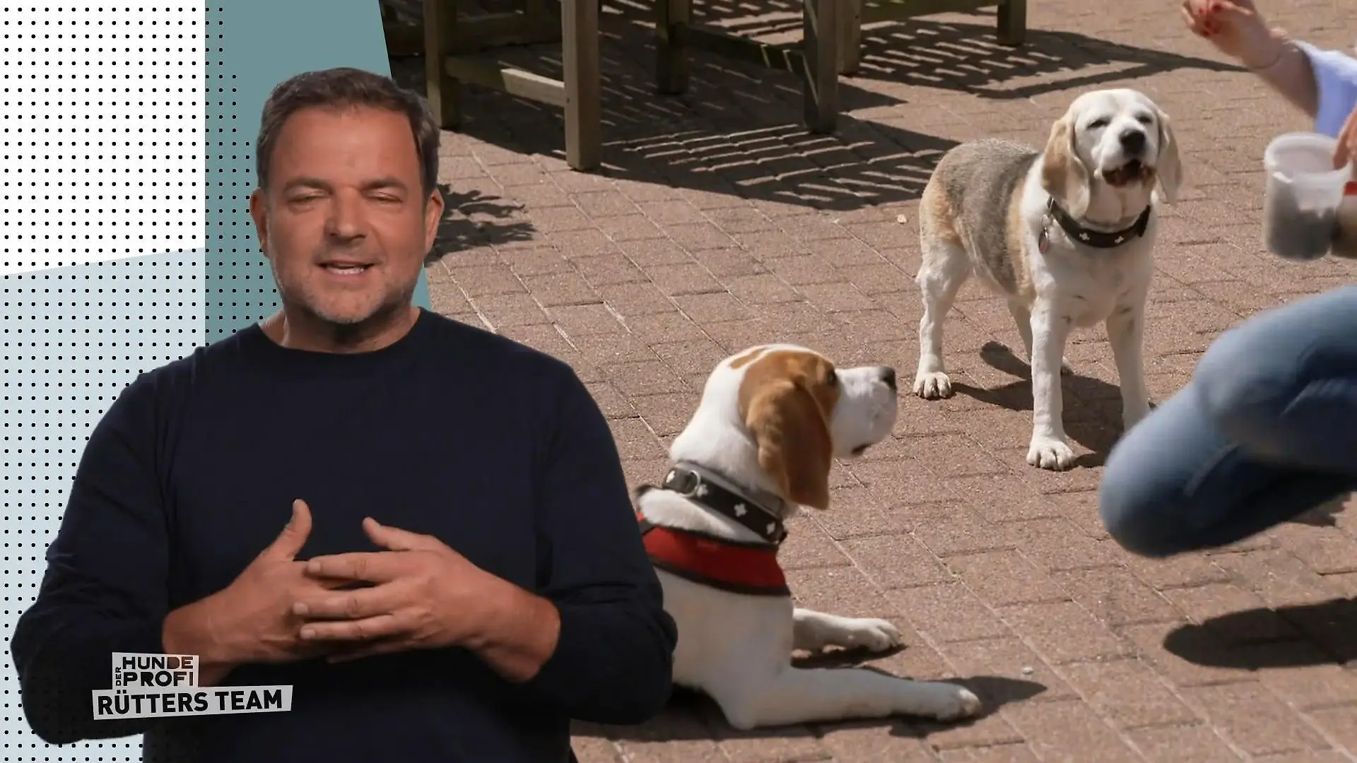 Beagle Emil macht seit der Pubertät Probleme Stur & verfressen