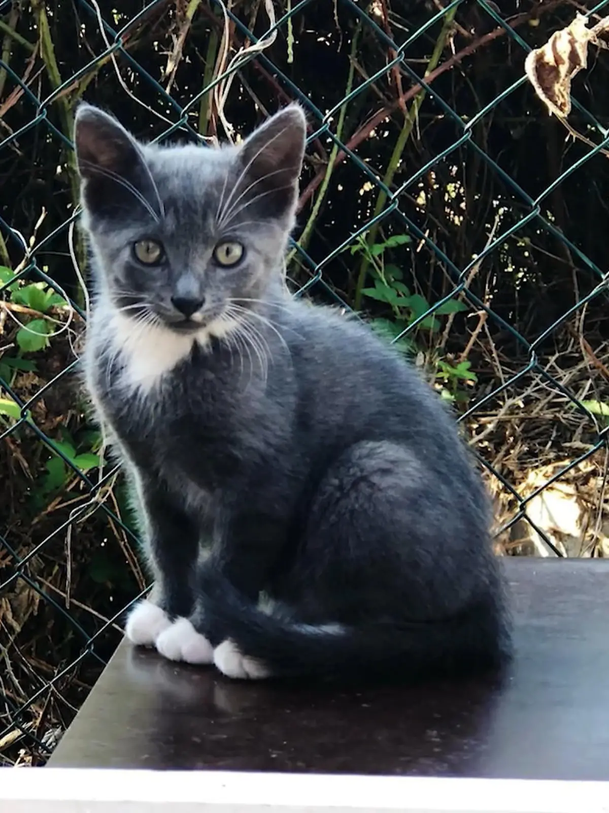Bild zu: "Kater Emil stirbt qualvoll in der Bärenfalle"
