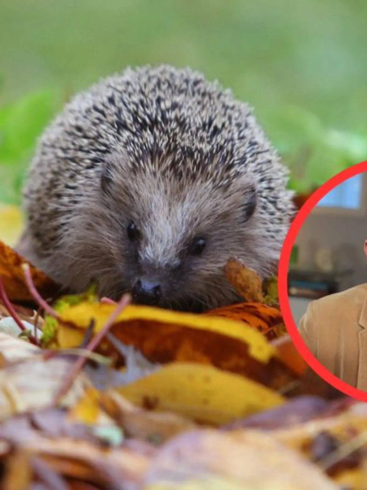Collage Igel + Dr. Christoph Specht