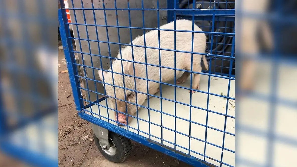 Samstagvormittag muss die Feuerwehr ausrücken, um das hilflose Mini-Schwein einzufangen.