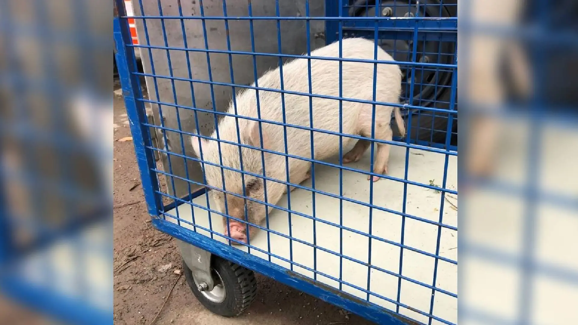 Samstagvormittag muss die Feuerwehr ausrücken, um das hilflose Mini-Schwein einzufangen.