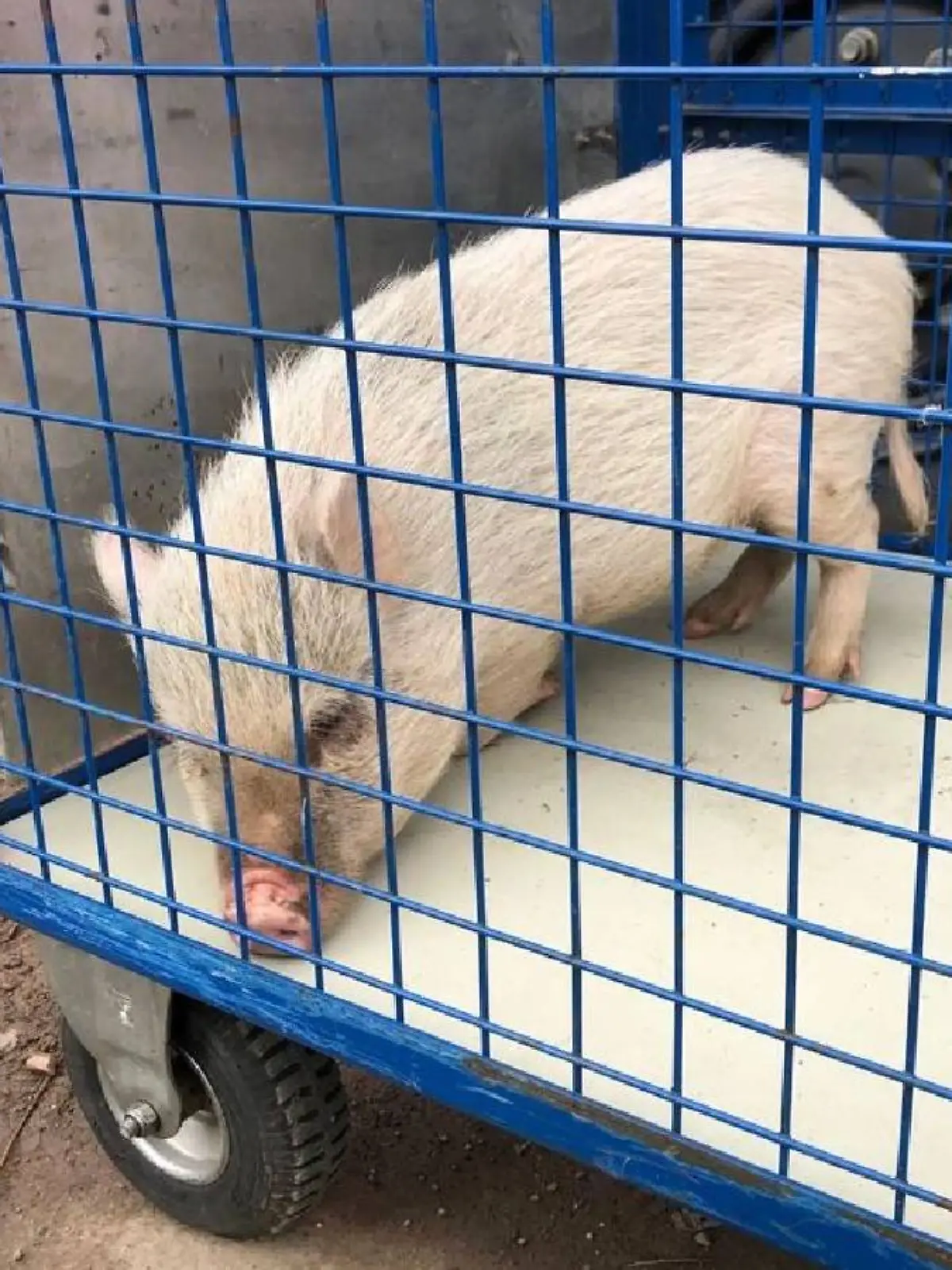 Samstagvormittag muss die Feuerwehr ausrücken, um das hilflose Mini-Schwein einzufangen.