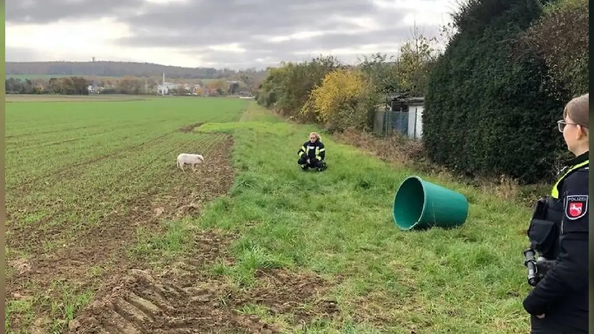Die Einsatzkräfte müssen zu kreativen Mitteln greifen, um das Tier in SIcherheit bringen zu können.