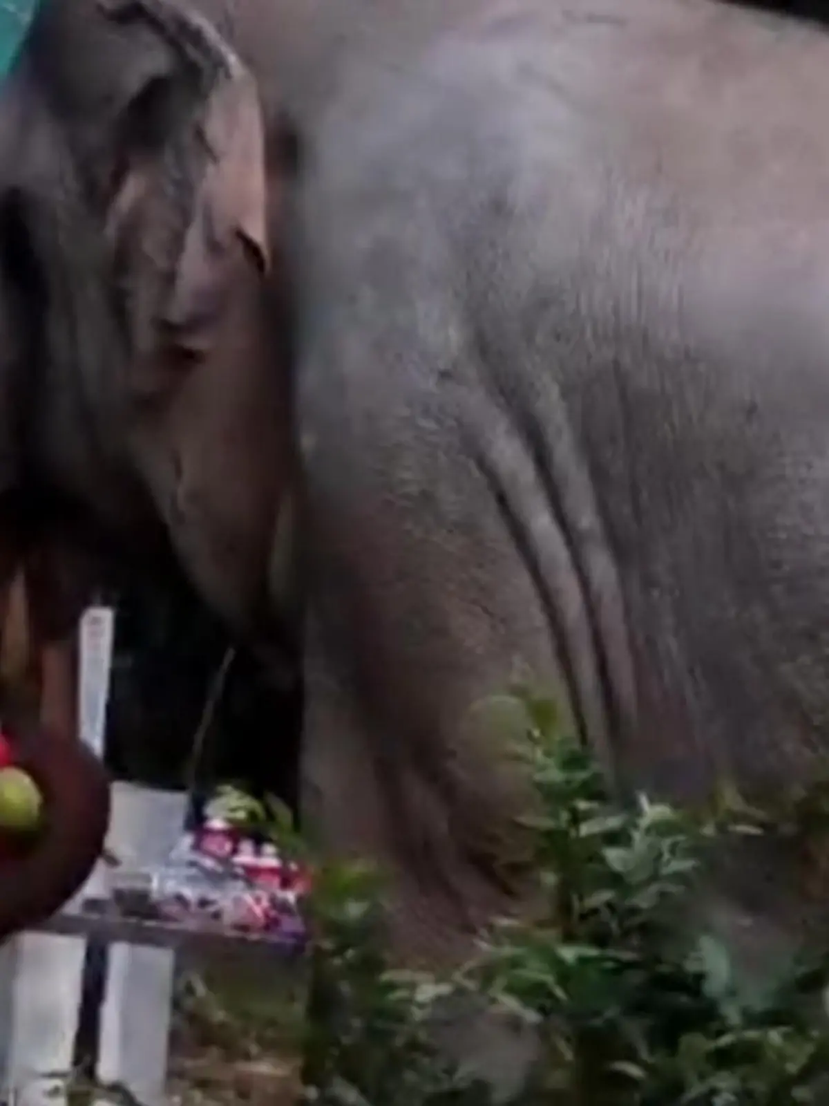 Elefant mampft Opfergaben