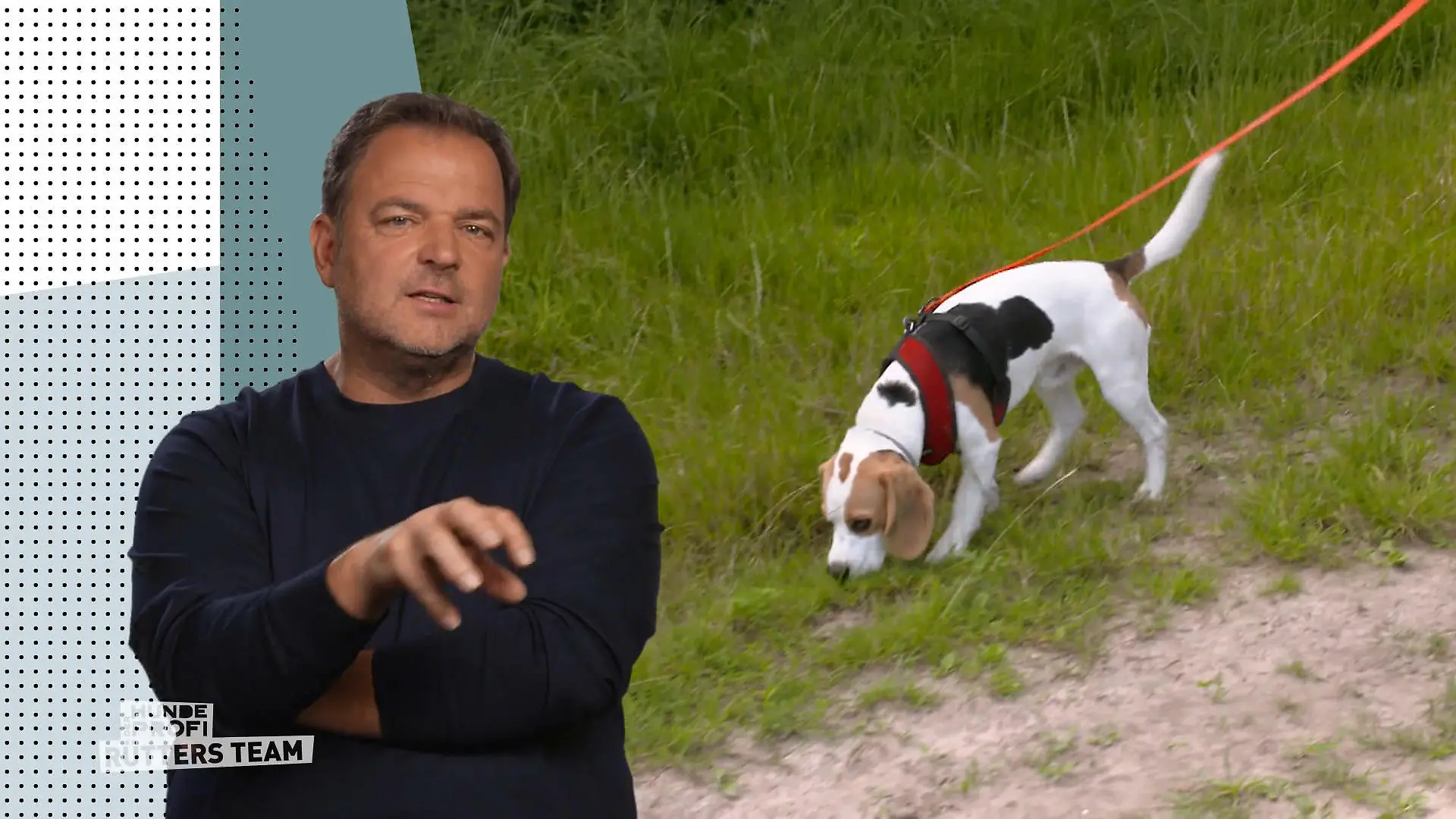 Beagle Emil soll Wurstwasser erschnüffeln Auf der Spur