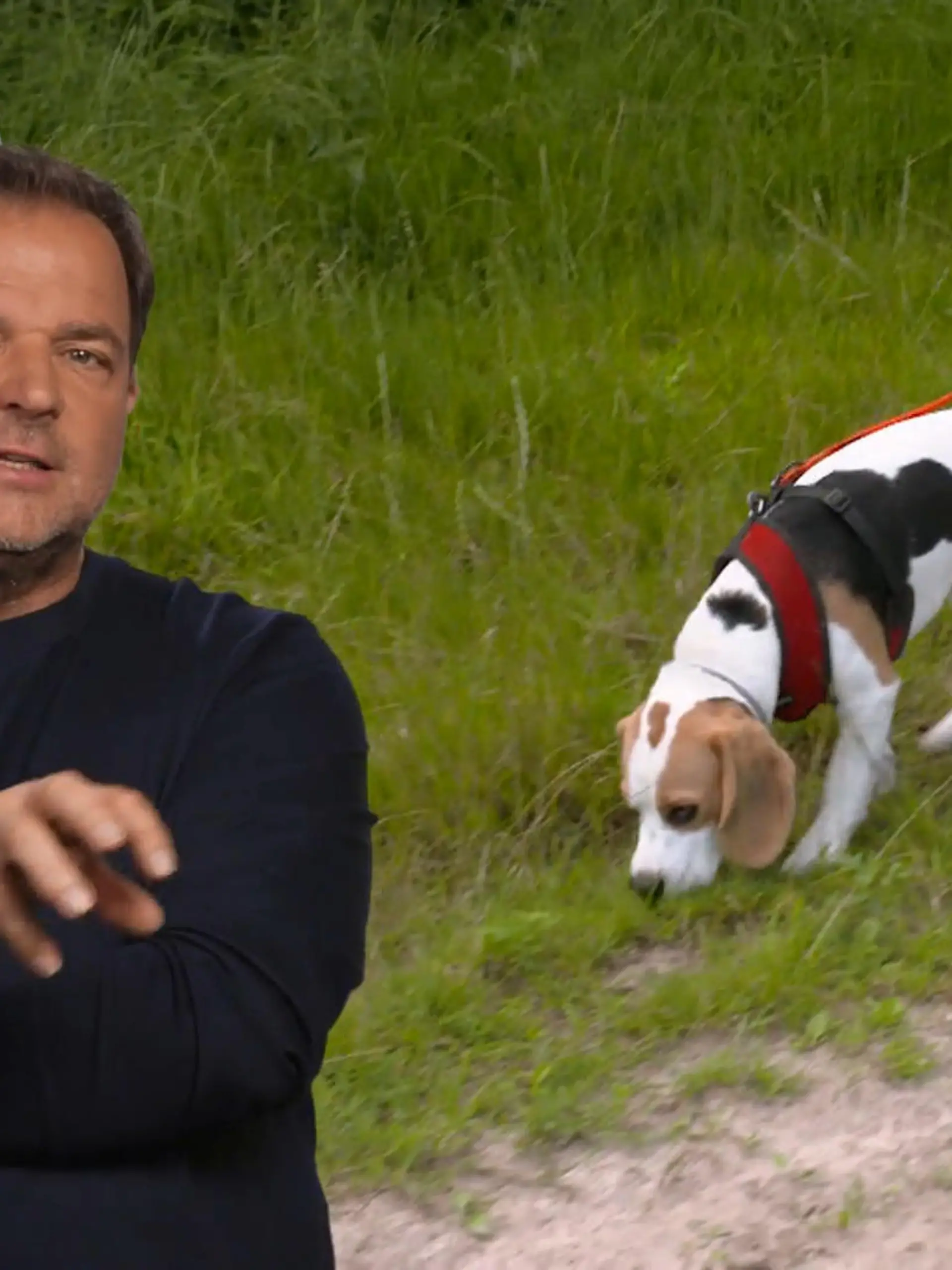 Bild zu: "Beagle Emil soll Wurstwasser erschnüffeln"