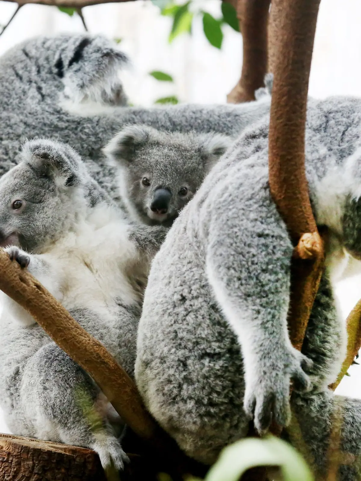 Bild zu: "Drei Koalas sterben an Infekt"