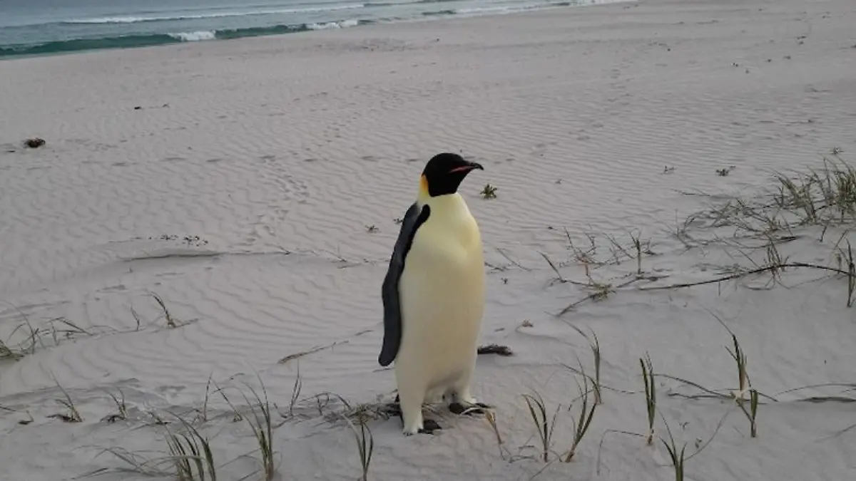 Zwischen Wellen und Strand: Der kleine Pinguin wirkt etwas Fehl am Platz.