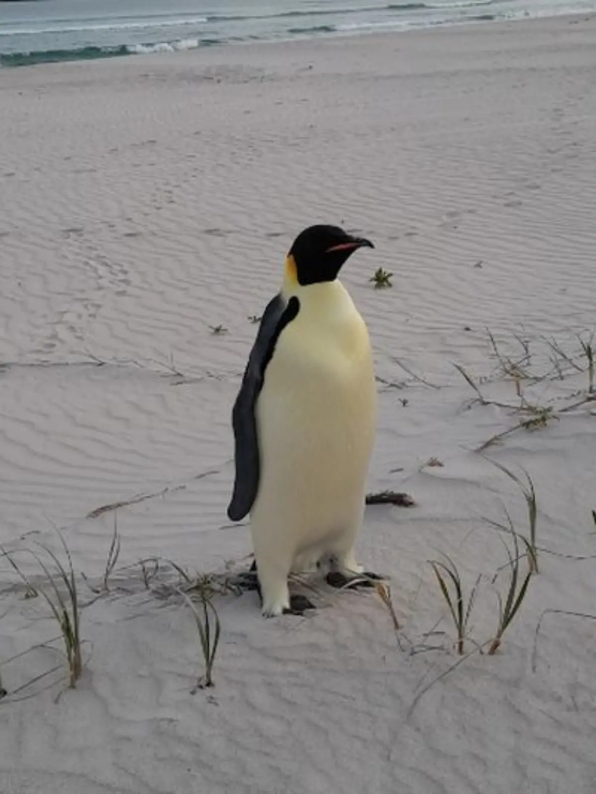 Zwischen Wellen und Strand: Der kleine Pinguin wirkt etwas Fehl am Platz.