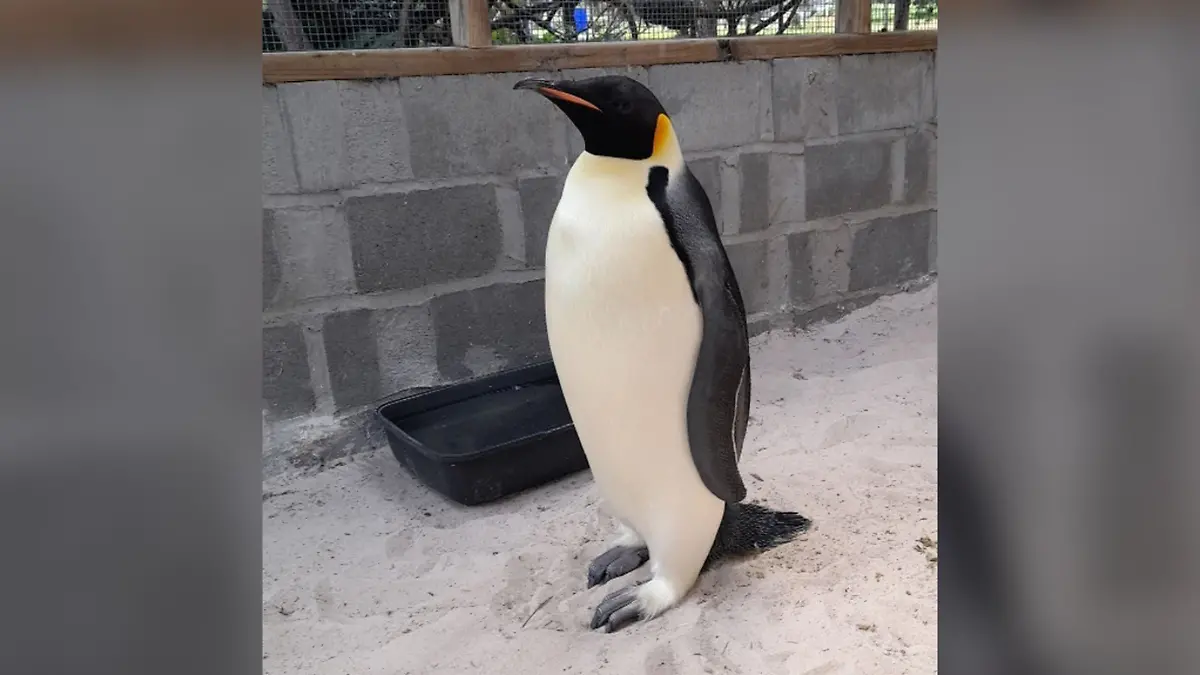 Nun soll der Pinguin wieder zu Kräften kommen.