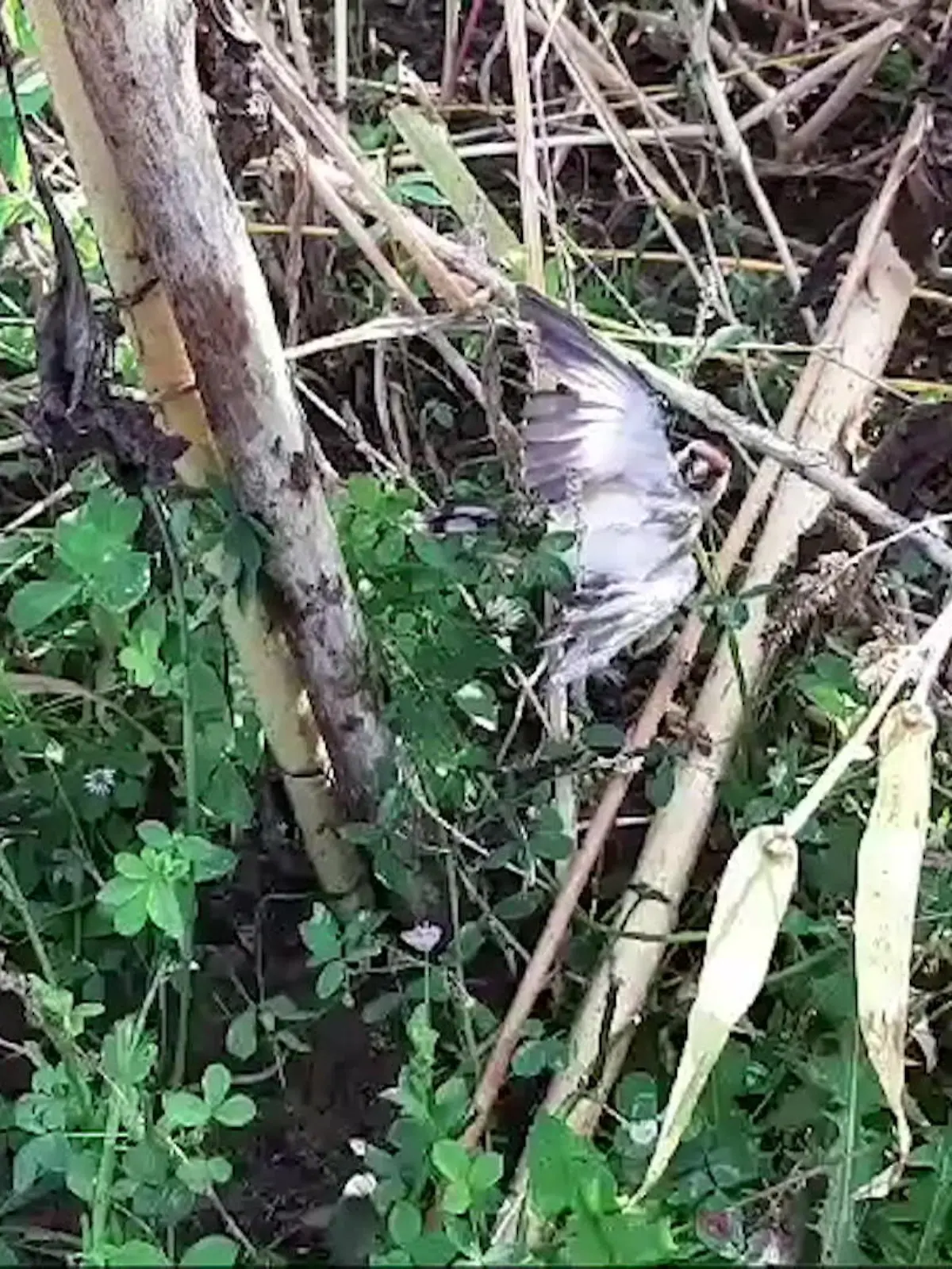Bild zu: "Vogeldrama nahe Tierheim"