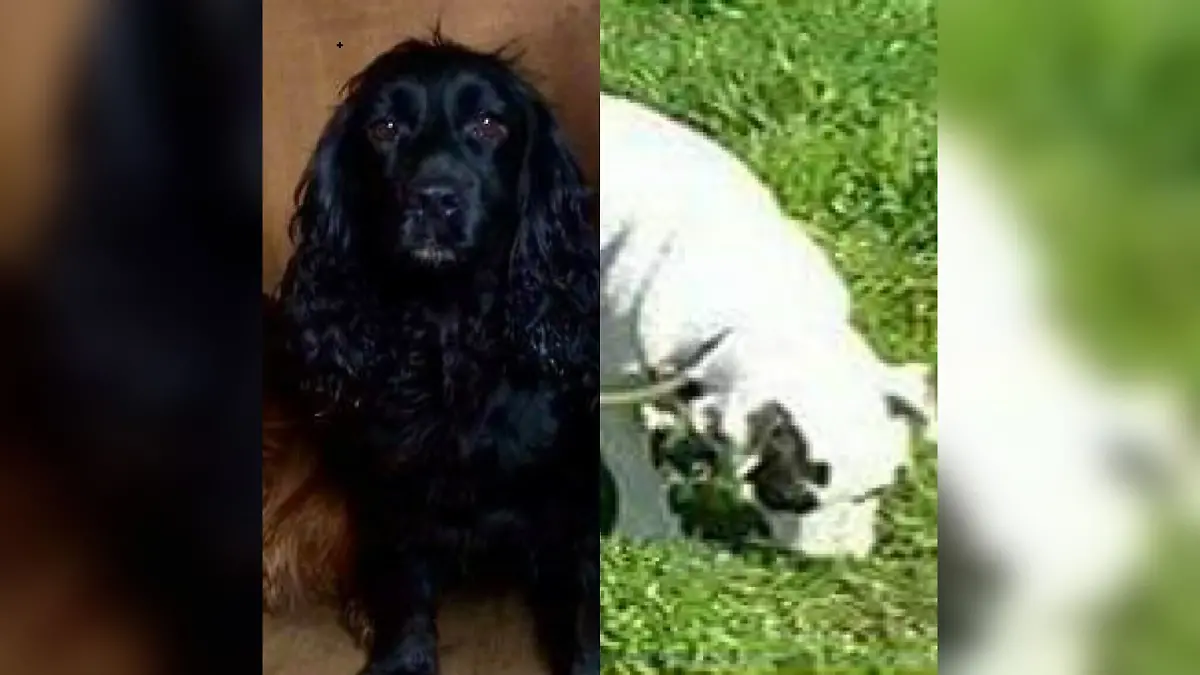 Tilly und Storm werden noch immer vermisst.