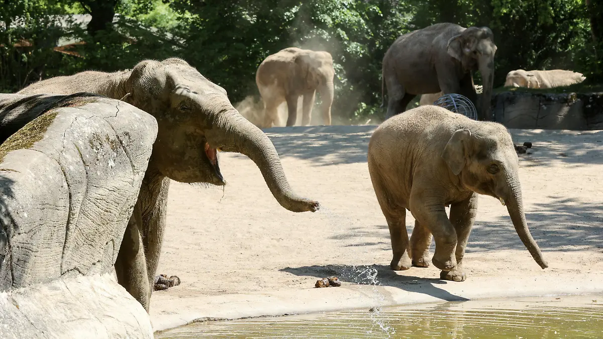 10.06.2023, Hamburg: Elefanten stehen im Tierpark Hagenbeck an einer Wasserstelle. Die Hamburger Feuerwehr hat am Samstag der 57-jährigen Elefantendame Shandra im Tierpark Hagenbeck beim Aufstehen helfen müssen. Die Tierärztin vermutet, dass die Elefantenkuh bei den sommerlichen Temperaturen zu wenig getrunken und Kreislaufprobleme hatte. (zu dpa Feuerwehr muss Elefantendame beim Aufstehen helfen) Foto: Bodo Marks/dpa +++ dpa-Bildfunk +++