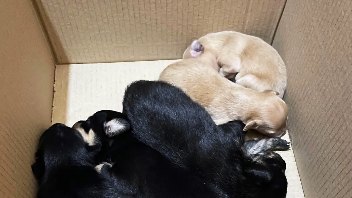 Polizei Duisburg rettet Pinscher-Welpen vor dem illegalem Handel.
