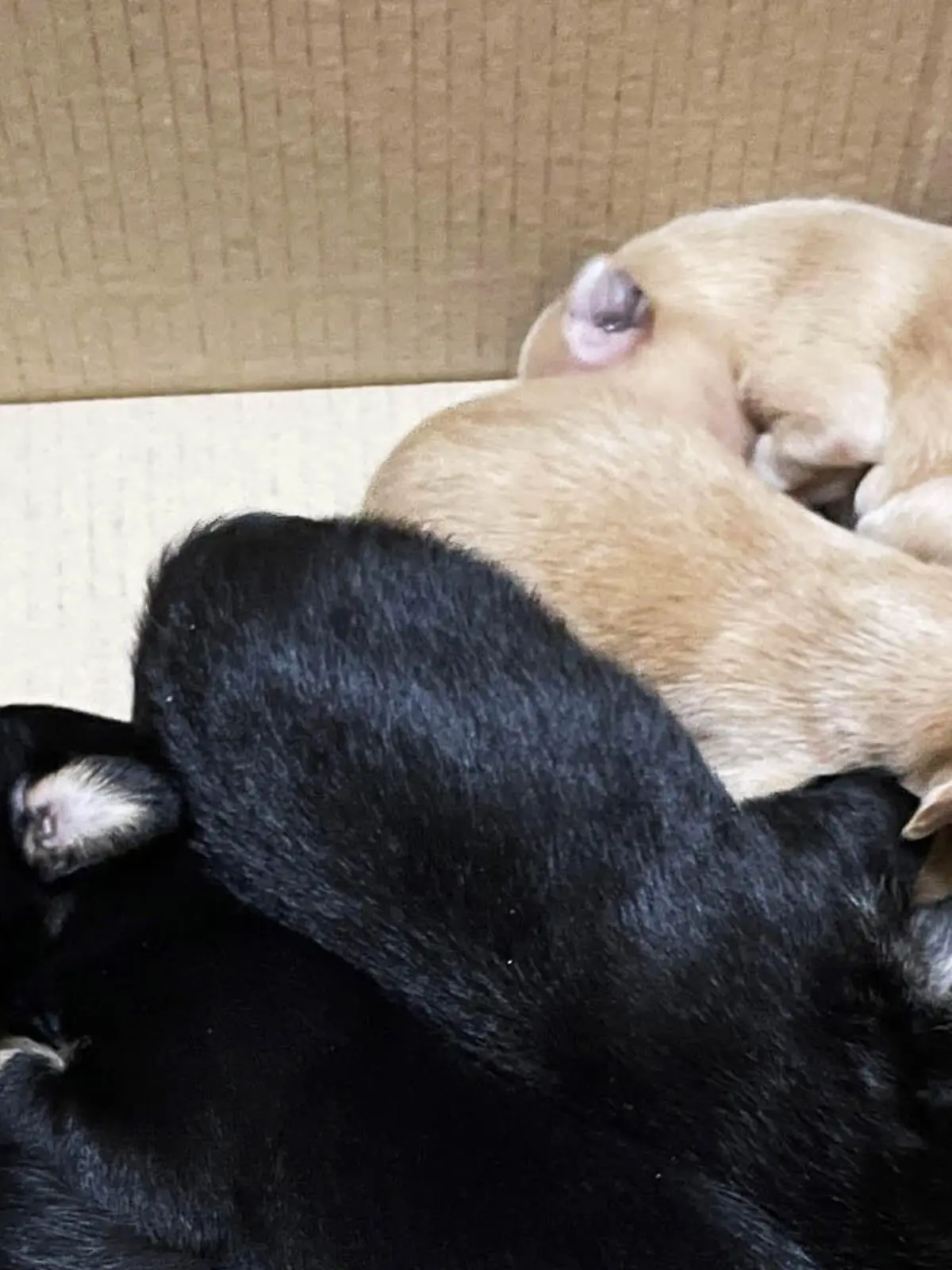 Polizei Duisburg rettet Pinscher-Welpen vor dem illegalem Handel.