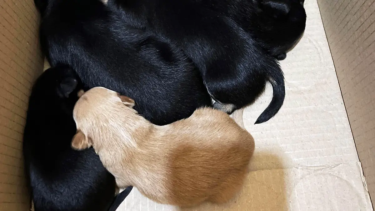 Polizei Duisburg rettet Pinscher-Welpen vor dem illegalem Handel.