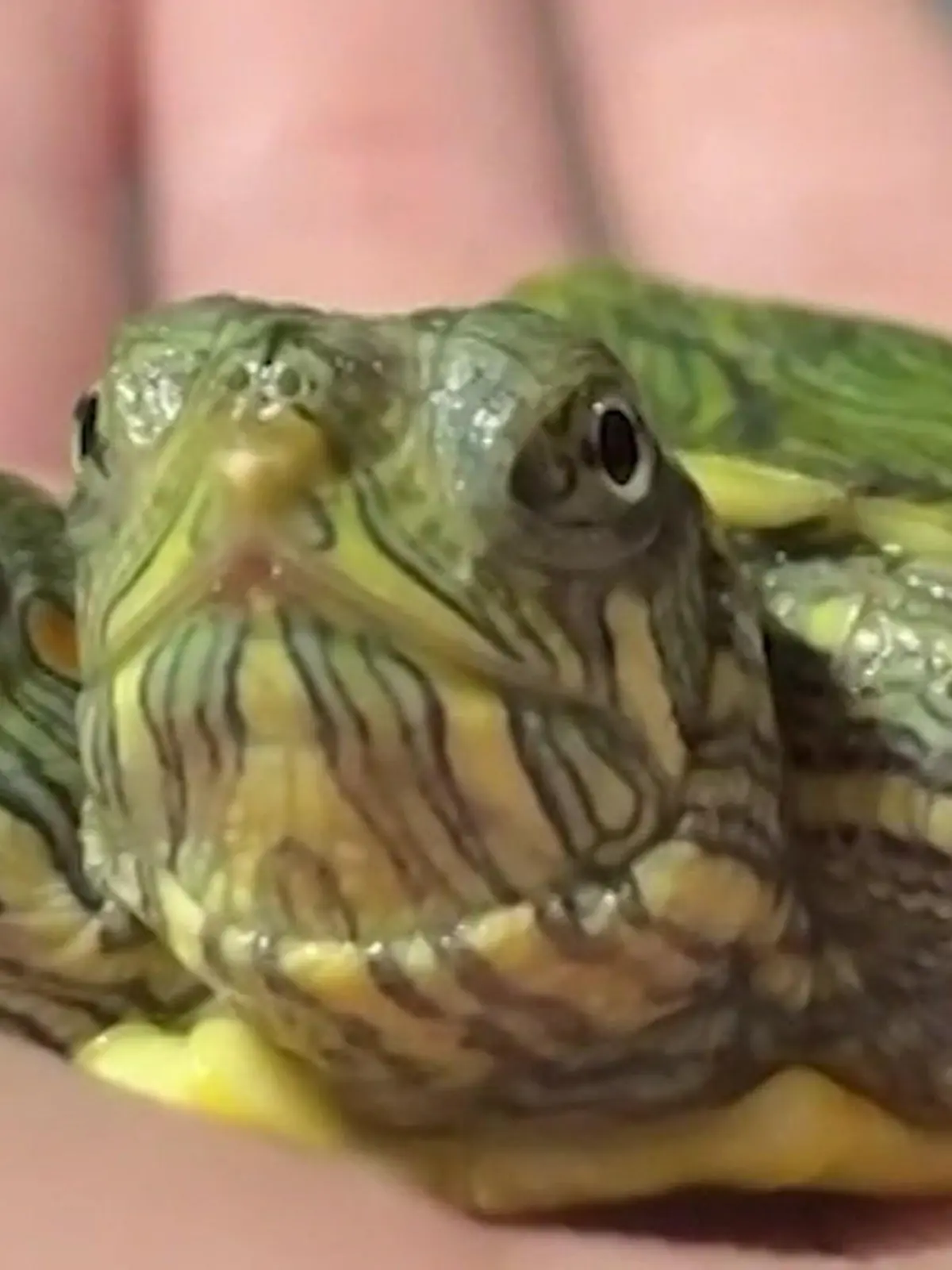 Bild zu: "Mutanten-Schildkröte kämpft ums Überleben"