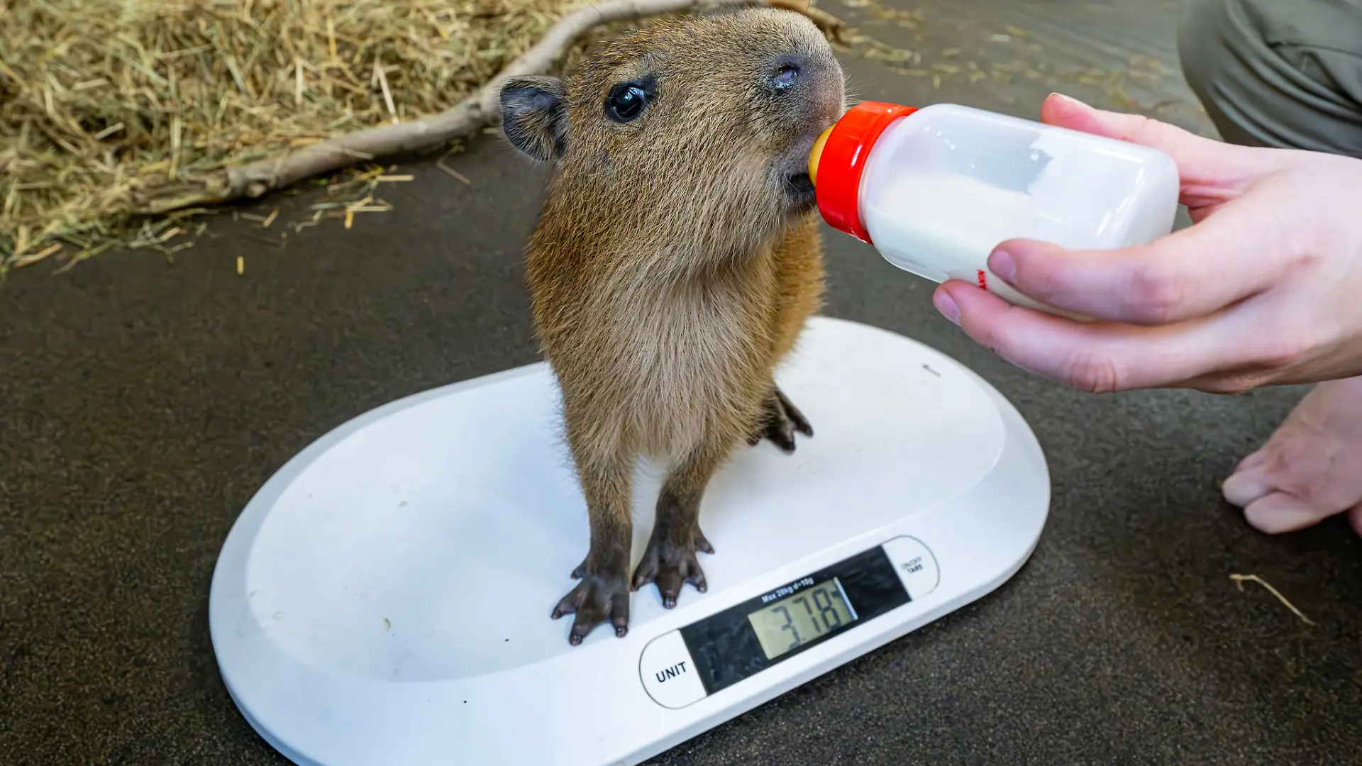 Wächst und gedeiht dank Flaschenaufzucht: Das Capybara-Jungtier Juna verlor bei der Geburt seine Mutter