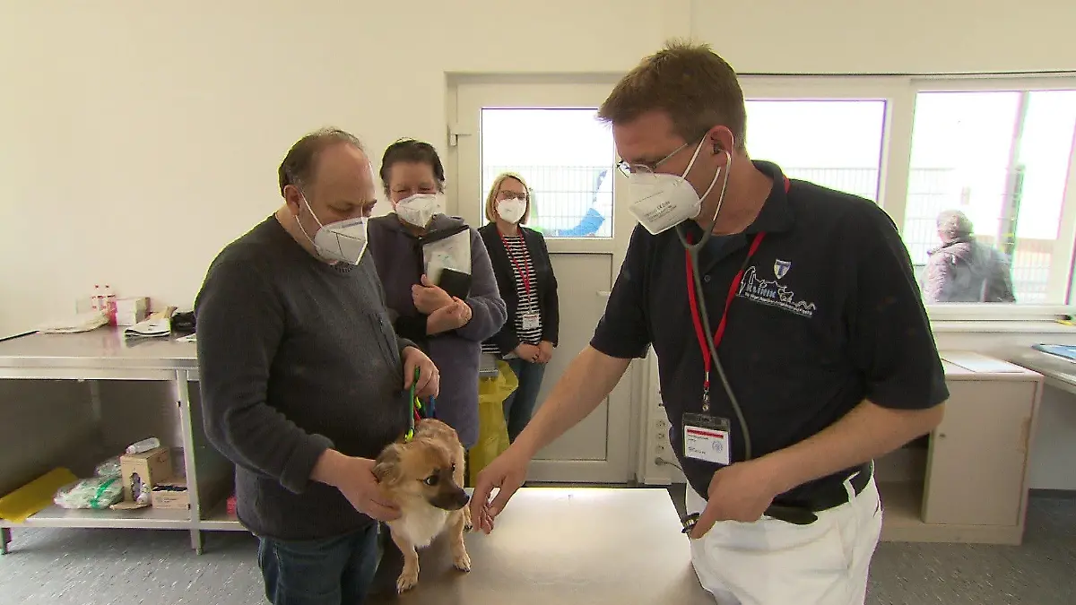 Tierarzt untersucht Hund von ukrainischen Geflüchteten.