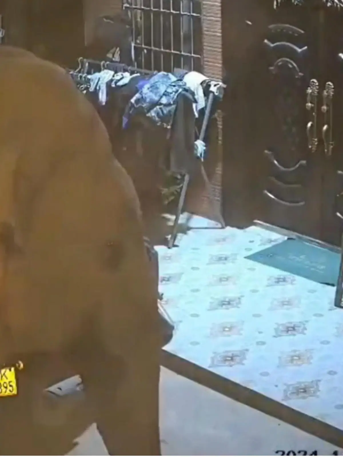 Bild zu: "Mann rechnet mit Einbrecher – dann steht Elefant vor der Tür"