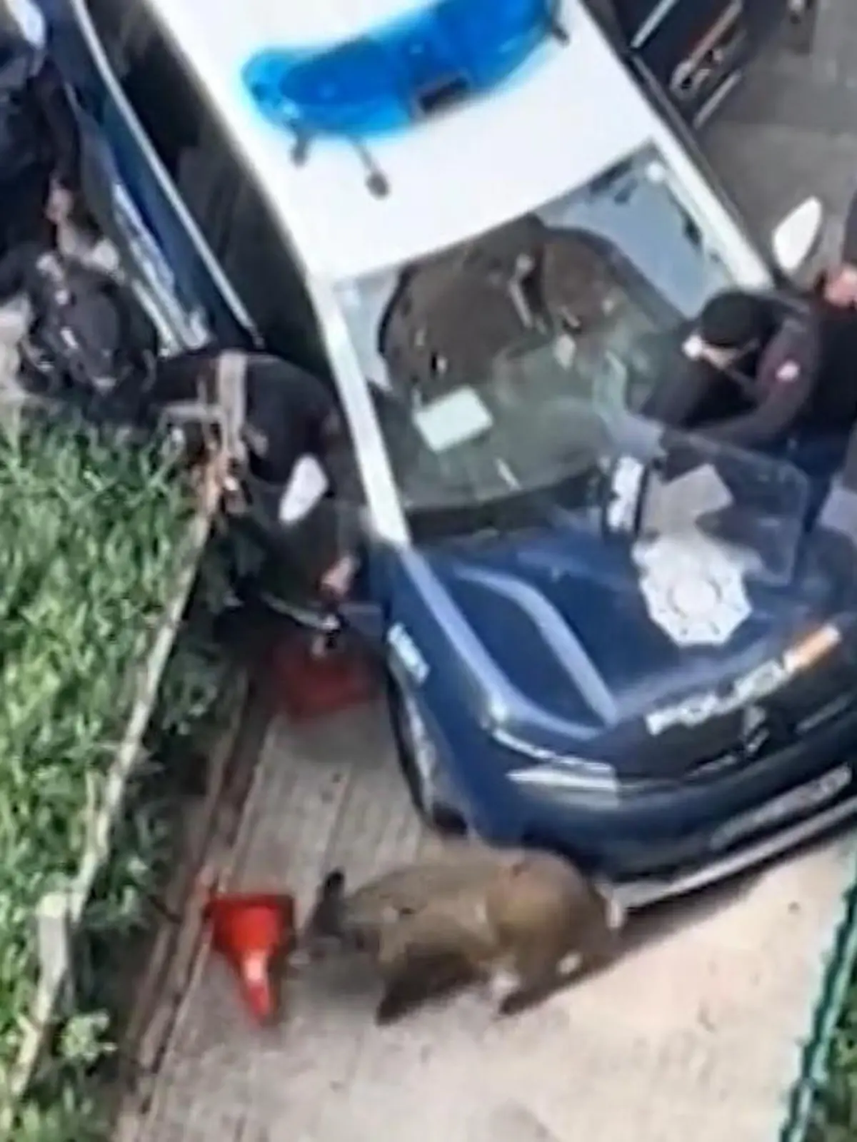 Bild zu: "Wildschwein trickst Polizeieinheit aus"