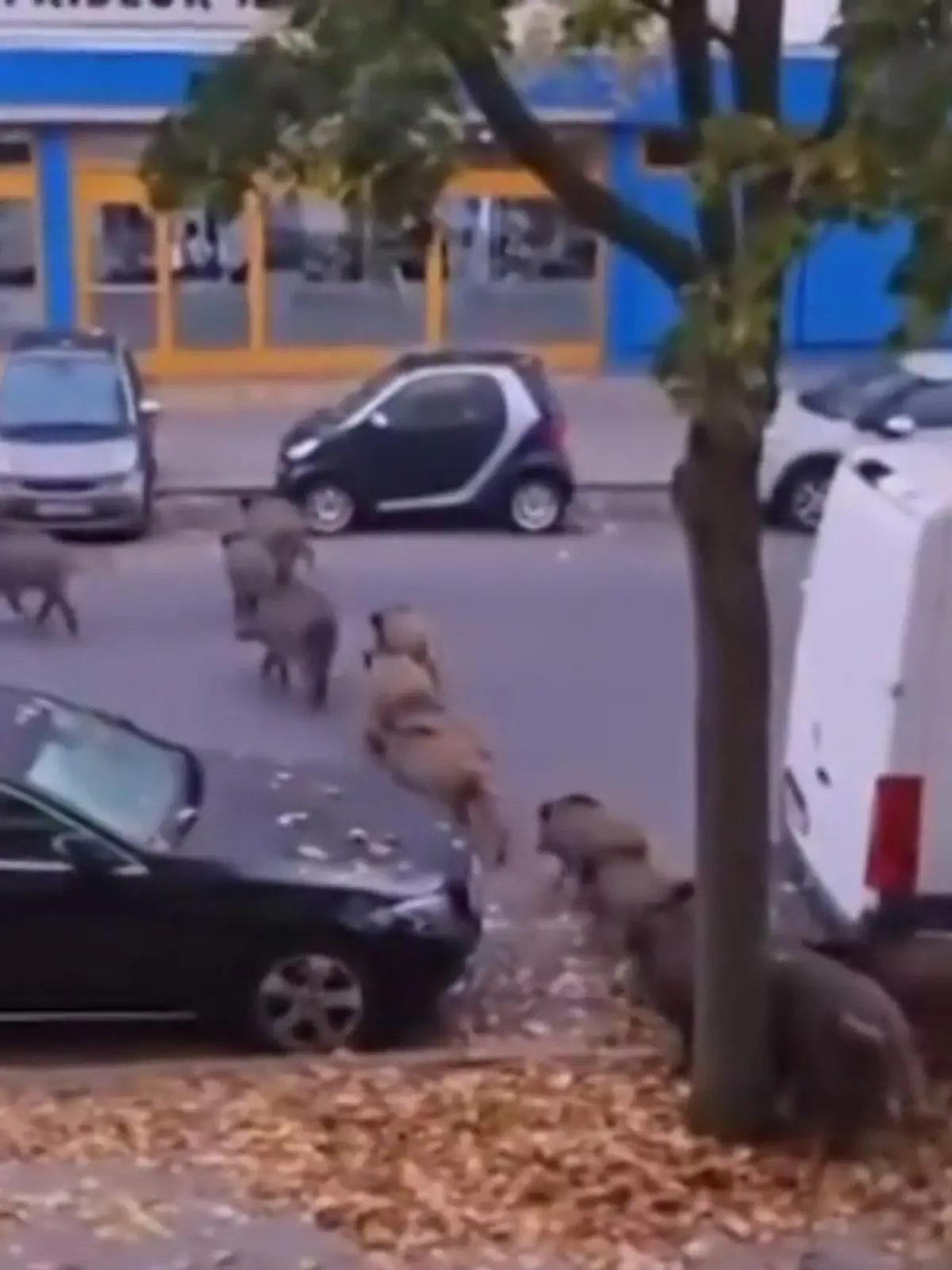 Bild zu: "20 Wildschweine spazieren durch Berlin – mitten am Tag"