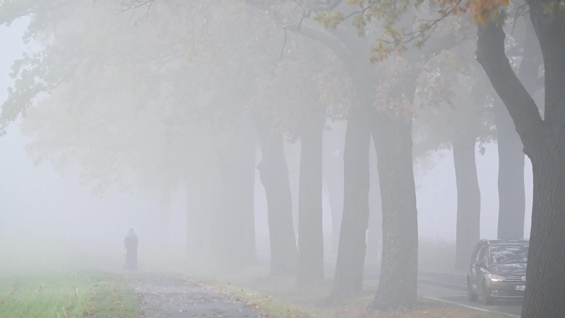 06.11.2024, Brandenburg, Petersdorf: Nebel verschleiert die Landschaft mit einer Allee im Osten von Brandenburg. Ein wolkiger, neblig-trüber Tag erwartet die Menschen in Berlin und Brandenburg. Gelegentlich sollen sich die Wolken jedoch ein wenig verziehen, teilte der Deutsche Wetterdienst (DWD) mit. (zu dpa: «Neblig-trübes Herbstwetter in Hamburg und Schleswig-Holstein») Foto: Patrick Pleul/dpa +++ dpa-Bildfunk +++