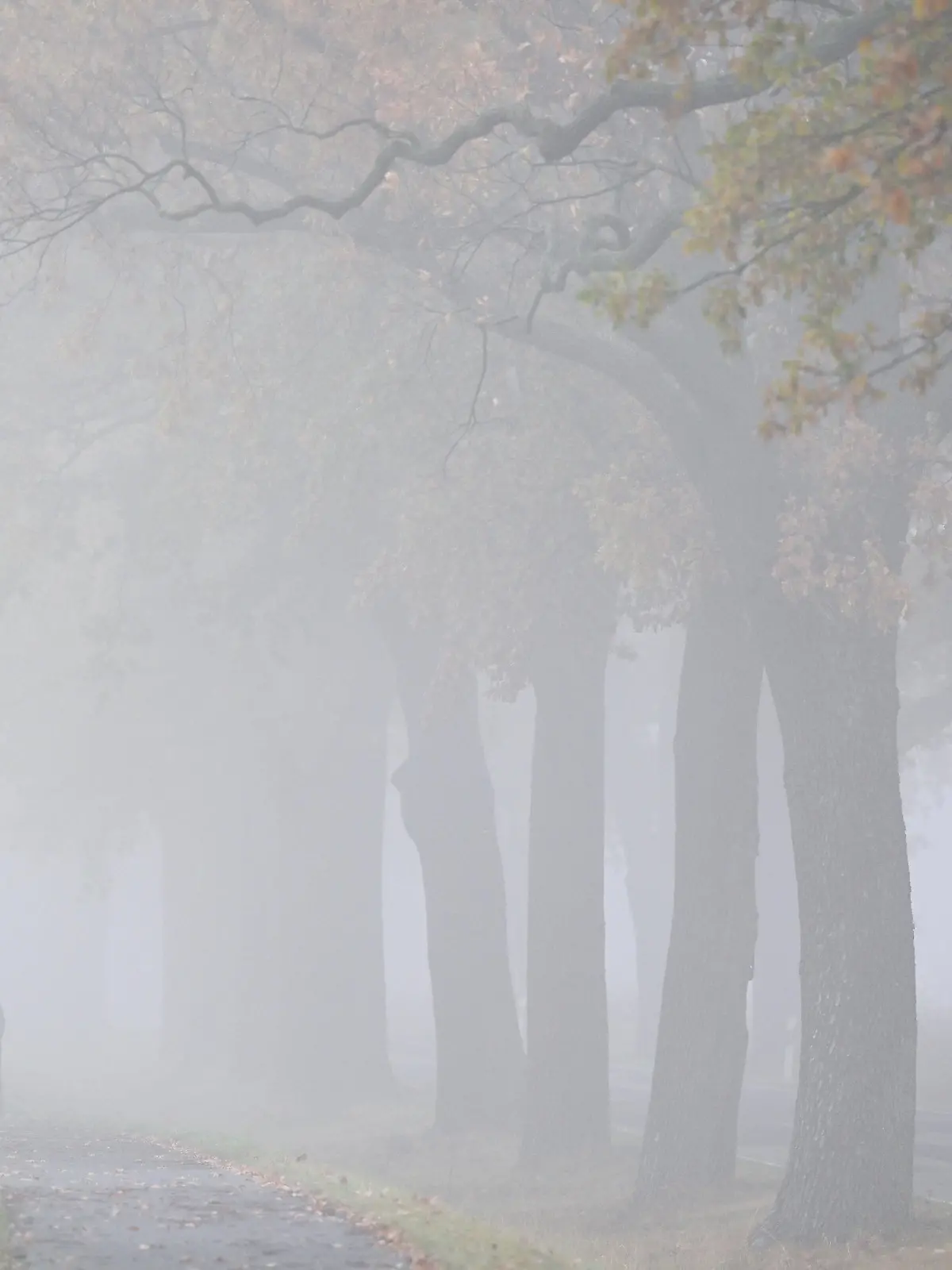 06.11.2024, Brandenburg, Petersdorf: Nebel verschleiert die Landschaft mit einer Allee im Osten von Brandenburg. Ein wolkiger, neblig-trüber Tag erwartet die Menschen in Berlin und Brandenburg. Gelegentlich sollen sich die Wolken jedoch ein wenig verziehen, teilte der Deutsche Wetterdienst (DWD) mit. (zu dpa: «Neblig-trübes Herbstwetter in Hamburg und Schleswig-Holstein») Foto: Patrick Pleul/dpa +++ dpa-Bildfunk +++