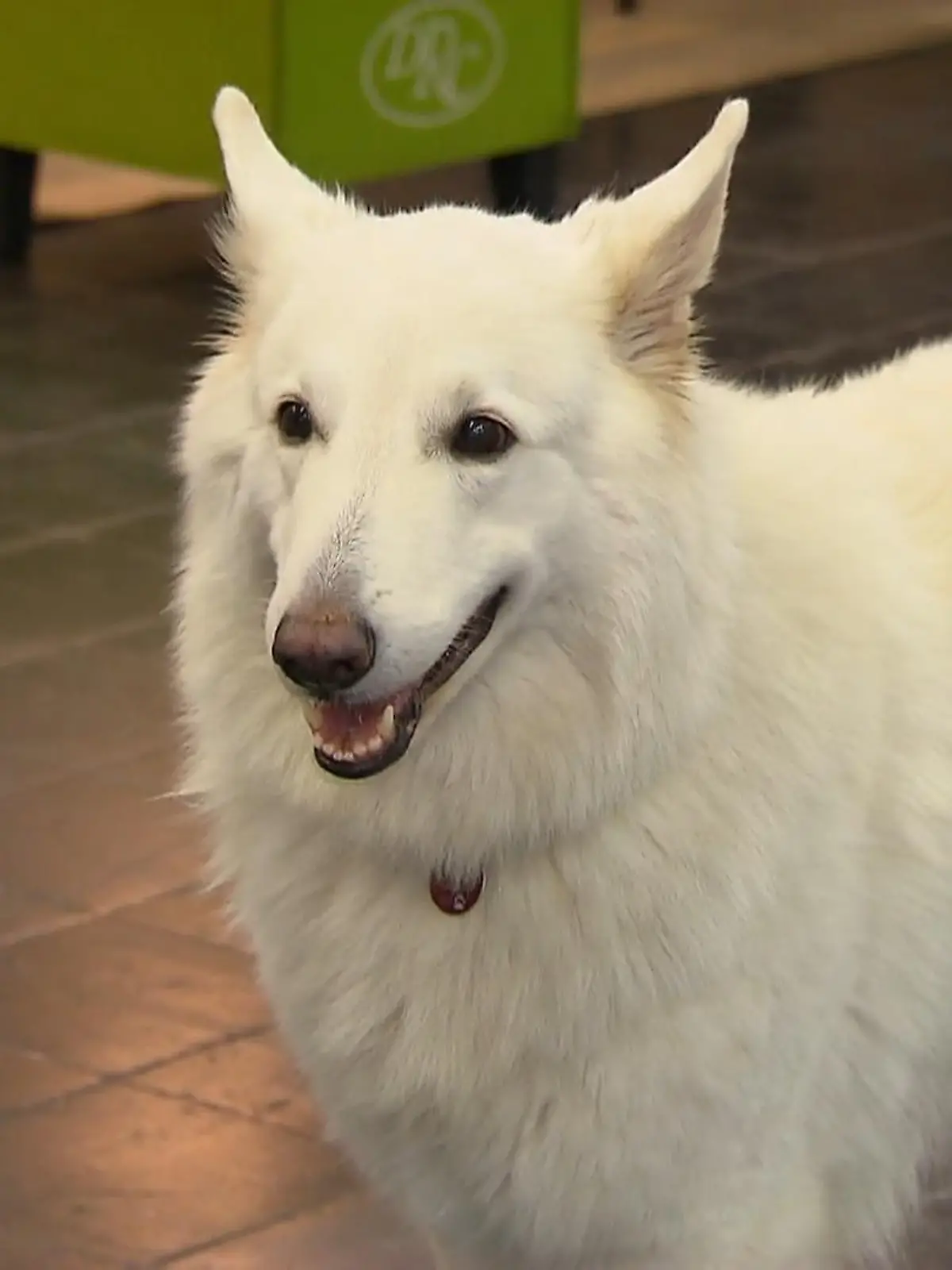 Bild zu: "„Hund und Pferd“ startet"