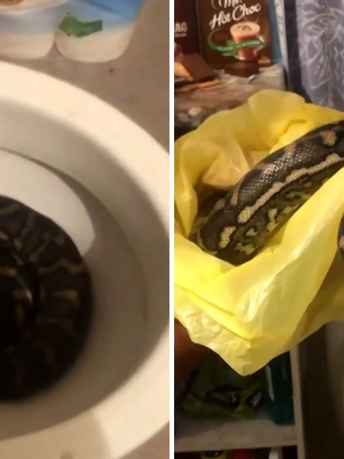Bild zu: "Mann erlebt Schlangen-Schock – in der Toilette!"