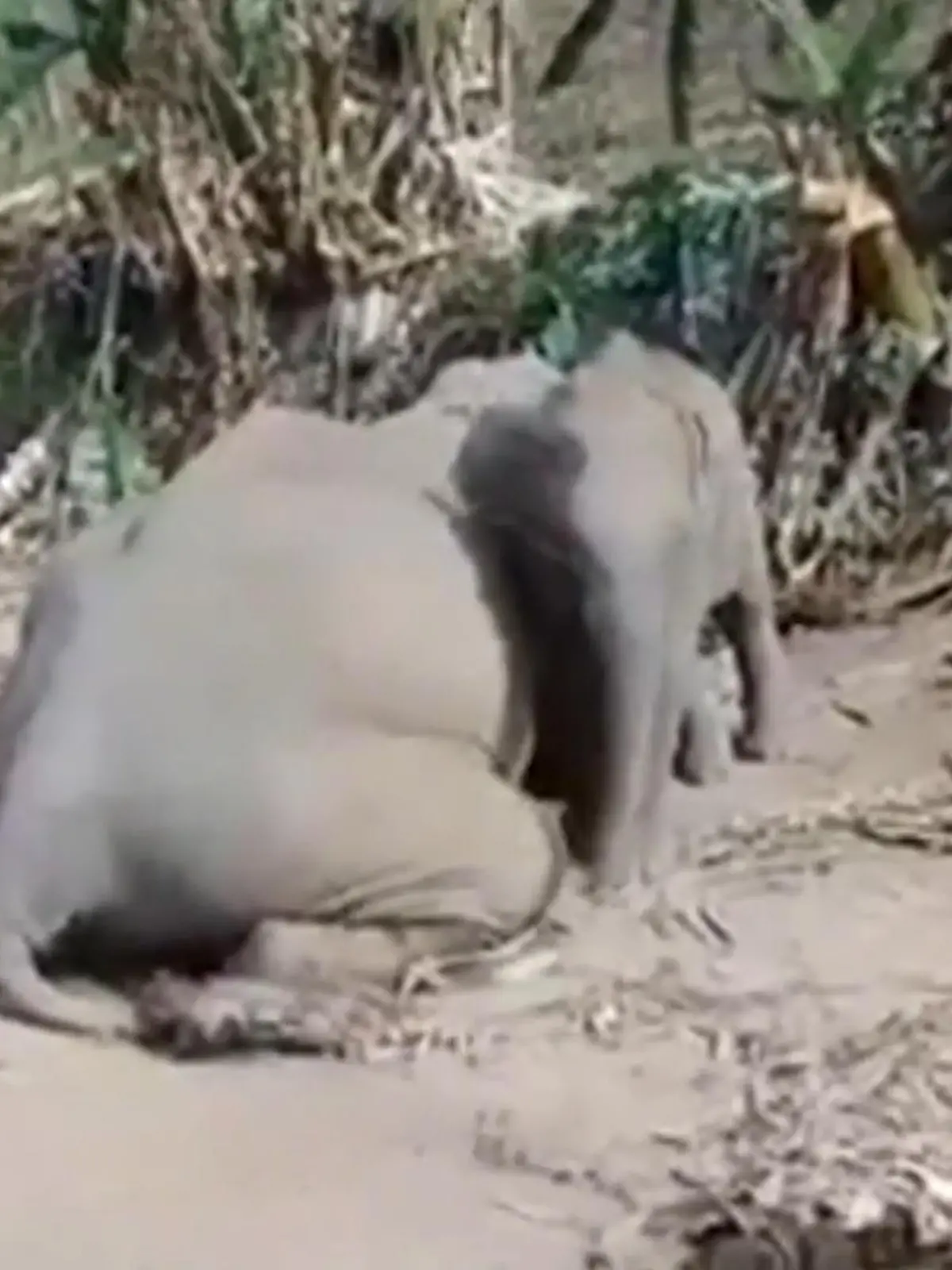 Das 11-Monate alte Jungtier weicht seiner Mutter nicht von der Seite. Die liegt tot an einem Straßenrand in Thailand, wohl weil sie schwer mit Dünger und Pestizid belastete Pflanzen gegessen hat.