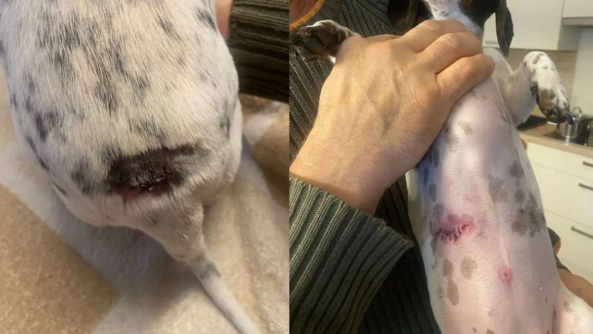 Dackel Franzi bei Kampfhund-Attacke in Thüringen verletzt