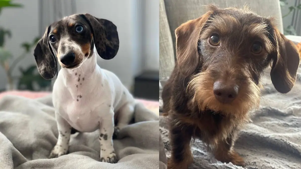 Dackel Resi (rechts) und Dackel Franzi von Kampfhunden angefallen