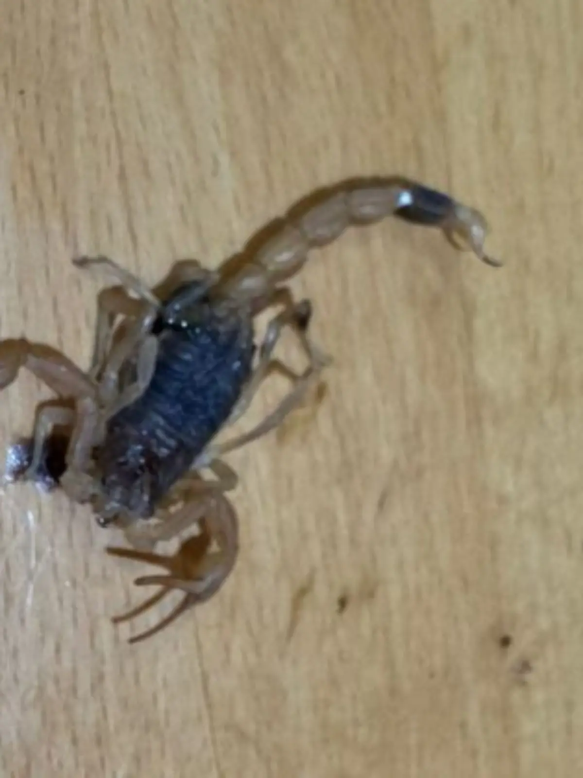 Skorpion aus Paket sticht Frau in Marburg 